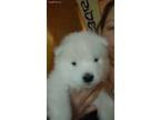 Samoyed Puppy for sale in Southington, CT, USA