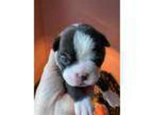 Boston Terrier Puppy for sale in Corryton, TN, USA