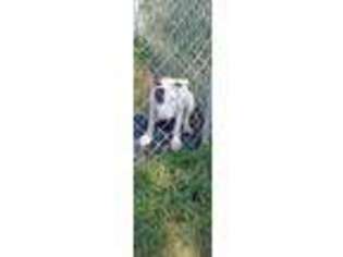 Bull Terrier Puppy for sale in La Vergne, TN, USA