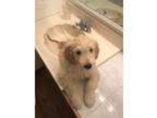 Goldendoodle Puppy for sale in Delray Beach, FL, USA