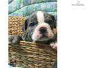 Bulldog Puppy for sale in Hattiesburg, MS, USA