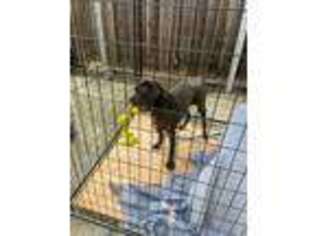 Cane Corso Puppy for sale in Fremont, CA, USA