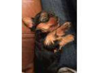 Yorkshire Terrier Puppy for sale in Niceville, FL, USA
