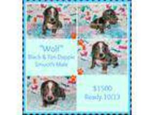 Dachshund Puppy for sale in Youngstown, OH, USA