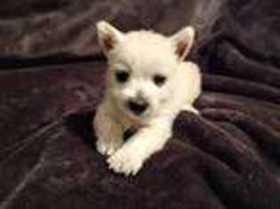 West Highland White Terrier Puppy for sale in Phoenix, AZ, USA
