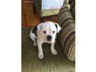 Olde English Bulldogge Puppy for sale in Columbia, SC, USA