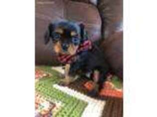 Cavalier King Charles Spaniel Puppy for sale in Bolivar, MO, USA