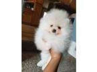 Pomeranian Puppy for sale in Des Moines, IA, USA
