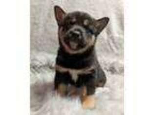 Shiba Inu Puppy for sale in New Paris, IN, USA