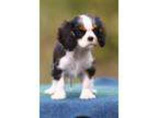 Cavalier King Charles Spaniel Puppy for sale in Elyria, OH, USA