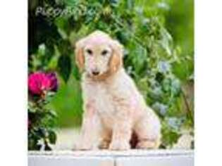 Afghan Hound Puppy for sale in Clermont, FL, USA