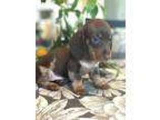 Dachshund Puppy for sale in Plymouth, IN, USA