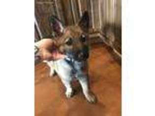 German Shepherd Dog Puppy for sale in Carthage, MO, USA