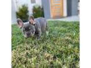 French Bulldog Puppy for sale in Northridge, CA, USA