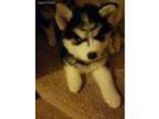 Siberian Husky Puppy for sale in Auburn, WA, USA