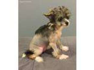 Chinese Crested Puppy for sale in Johannesburg, MI, USA