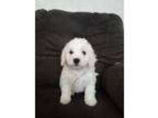 Bichon Frise Puppy for sale in Kissimmee, FL, USA
