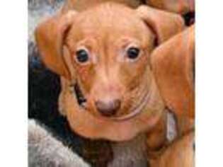 Dachshund Puppy for sale in Bronson, FL, USA