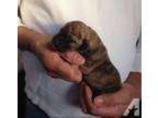 Great Dane Puppy for sale in FINDLAY, OH, USA