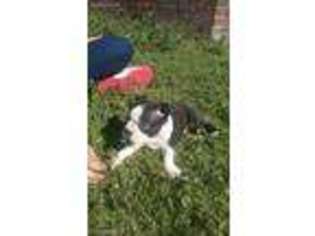 Boston Terrier Puppy for sale in Summerton, SC, USA