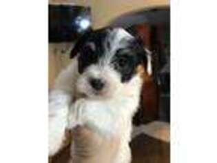 Mutt Puppy for sale in Benton Harbor, MI, USA