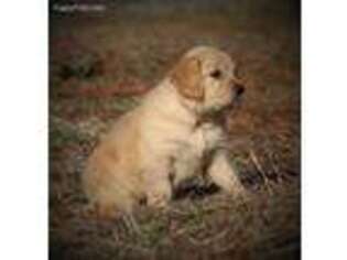 Golden Retriever Puppy for sale in Lexington, OK, USA