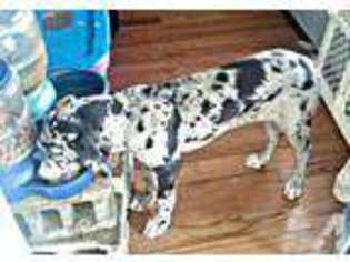 Great Dane Puppy for sale in HAMILTON, MI, USA