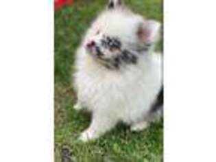 Pomeranian Puppy for sale in Lowell, MA, USA