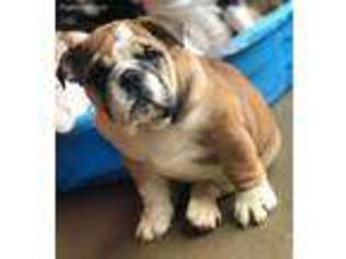 Bulldog Puppy for sale in Capac, MI, USA