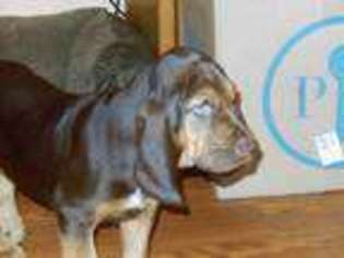 Bloodhound Puppy for sale in Walterboro, SC, USA
