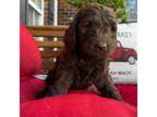 Goldendoodle Puppy for sale in Mooresboro, NC, USA