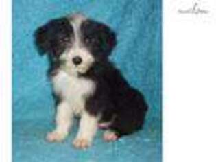 Bearded Collie Puppy for sale in Springfield, MO, USA