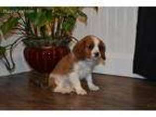 Cavalier King Charles Spaniel Puppy for sale in Hampton, CT, USA