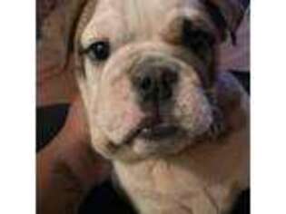 Bulldog Puppy for sale in Shirley, NY, USA