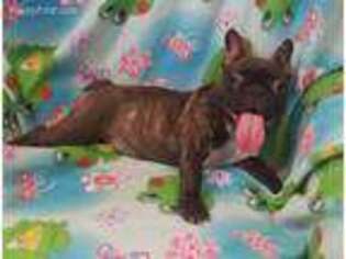 French Bulldog Puppy for sale in Lincoln, NE, USA