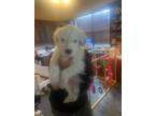 Old English Sheepdog Puppy for sale in Saint George, UT, USA