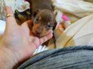 Dachshund Puppy for sale in Lewisberry, PA, USA