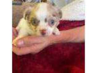 Chihuahua Puppy for sale in Viroqua, WI, USA