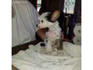 Chinese Crested Puppy for sale in Magnolia, TX, USA