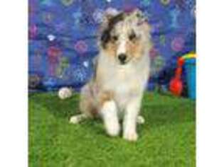 Shetland Sheepdog Puppy for sale in La Porte, TX, USA