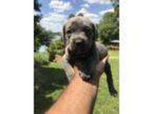 Cane Corso Puppy for sale in Shelby, NC, USA