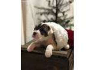 American Bulldog Puppy for sale in Lititz, PA, USA