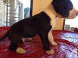 Great Dane Puppy for sale in BEAUMONT, CA, USA