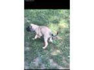 Mastiff Puppy for sale in Indianapolis, IN, USA