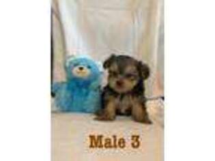 Yorkshire Terrier Puppy for sale in Biloxi, MS, USA