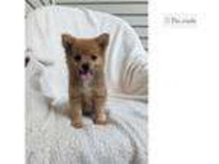 Pomeranian Puppy for sale in Kalamazoo, MI, USA