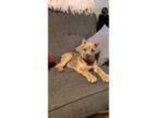 Cane Corso Puppy for sale in Cuero, TX, USA