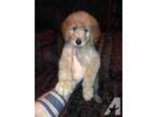 Goldendoodle Puppy for sale in BASSETT, VA, USA