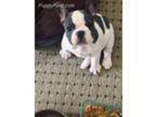 French Bulldog Puppy for sale in Higganum, CT, USA