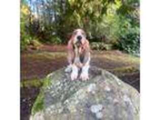 Basset Hound Puppy for sale in Olympia, WA, USA